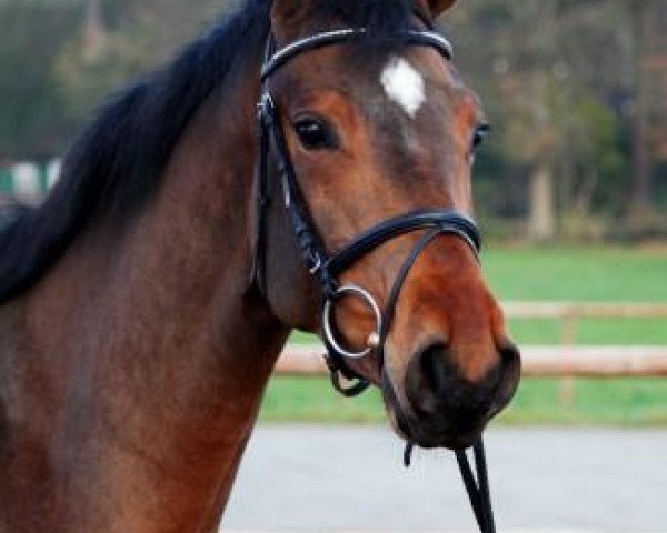 jumper Alicante 40 (Hanoverian, 2007, from Abke 4)