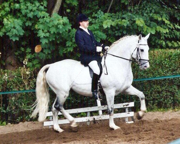 stallion Aramis (German Warmblood, 1993, from Alessandro)