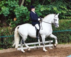 stallion Aramis (German Warmblood, 1993, from Alessandro)