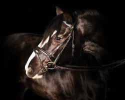 jumper Nikita 219 (German Riding Pony, 1999)