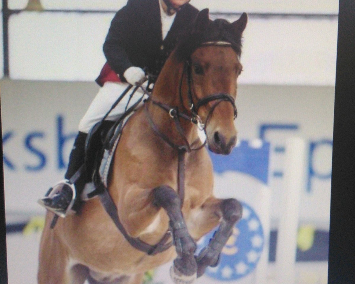 Skokan Ryan's Violet (Pony plemene New Forest, 2001, od Kantje's Ronaldo)