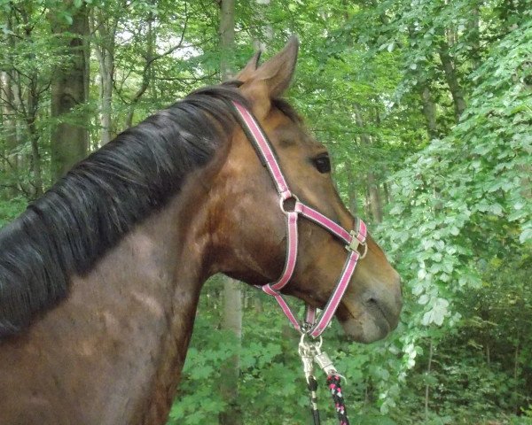 dressage horse Fidux 66 (Westphalian, 1999, from Florestan I) dressage horse Fidux 66 (Westphalian, 1999, from Florestan I)