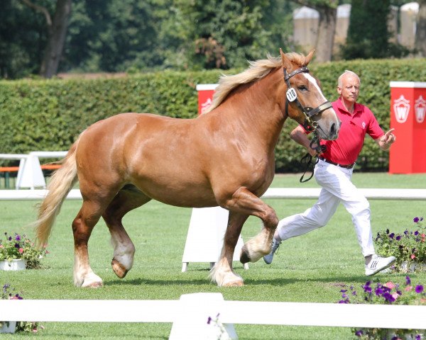 broodmare Nanja (Rhenish-German Cold-Blood, 2010, from Nestor van Gaasbeek)