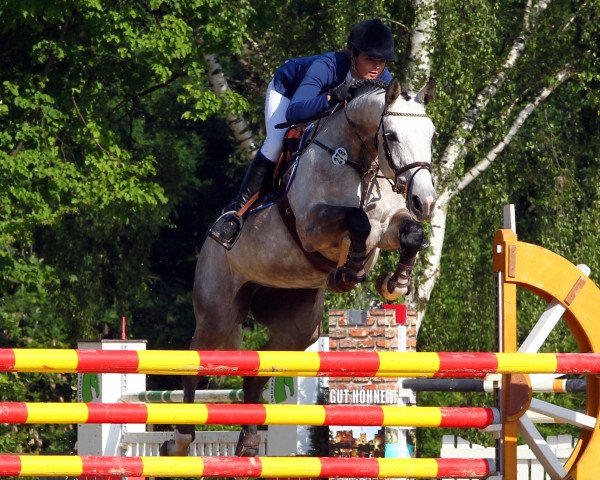 broodmare Celita (KWPN (Royal Dutch Sporthorse), 2006, from Casco 4)