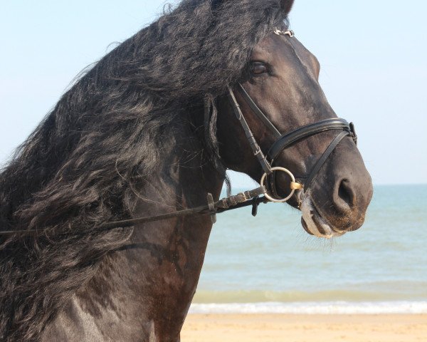 dressage horse Erik K (Friese, 2009, from Olrik)