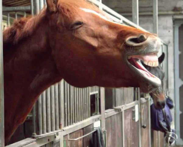 Pferd Mikados ''Emotion (Hannoveraner, 2006)