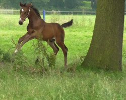 Pferd Baron zu Bentheim (Westfale, 2014, von Balous Crack)