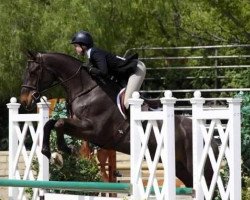 stallion Saint Amoer (Hanoverian, 2009, from Saint Amour)