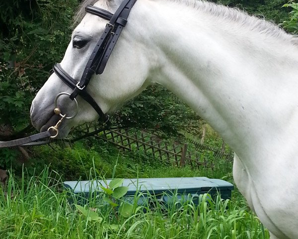 Klacz hodowlana Lohhof's Cinderella (Welsh Mountain Pony (Sek.A), 2010, od Vanda's Cassanova)
