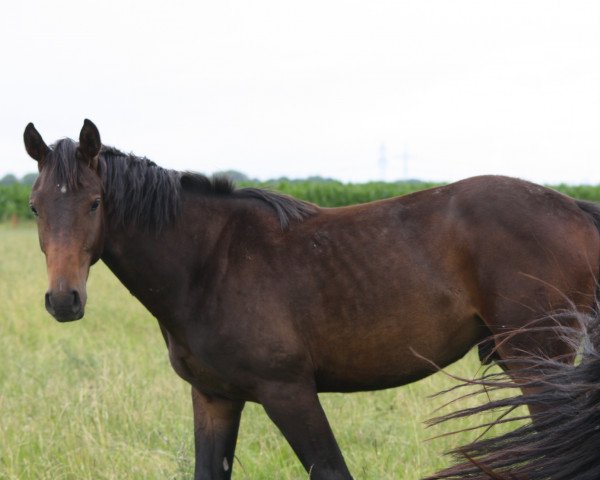 Dressurpferd Fernando (Oldenburger, 2009, von Fidertanz) Dressurpferd Fernando (Oldenburger, 2009, von Fidertanz)