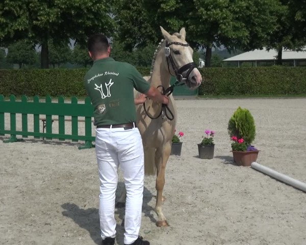 Euregio-Pferdeschau Aachen