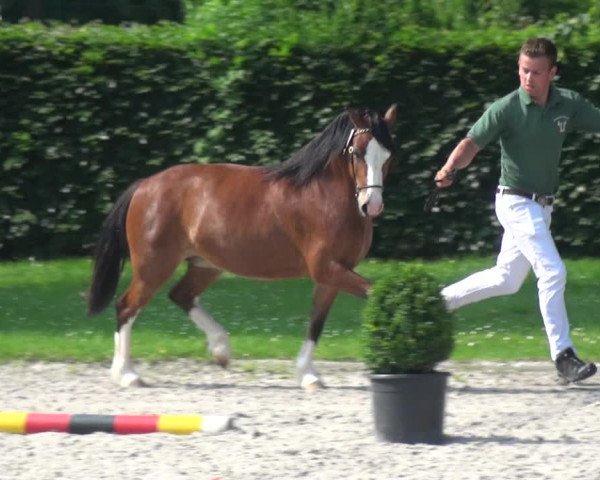 Euregio-Pferdeschau Aachen