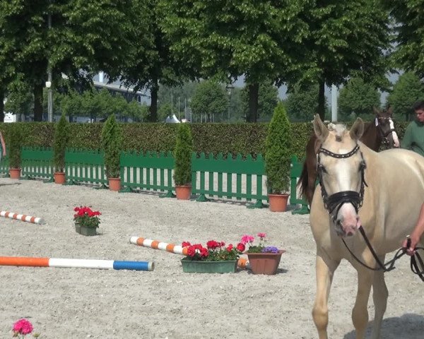 Euregio-Pferdeschau Aachen