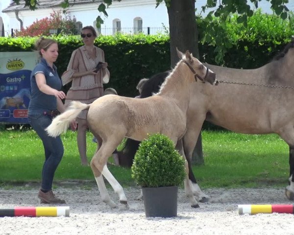Euregio-Pferdeschau Aachen