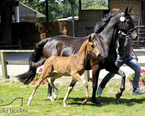 broodmare Cositina 3 (Oldenburg show jumper, 2014, from Caretinus K)