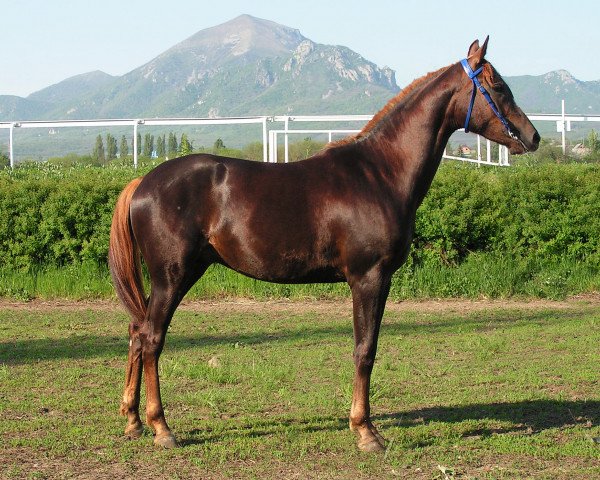 horse Gollandec Tersk 2010 ox (Arabian purebred, 2010, from Newmarket 2004 ox)