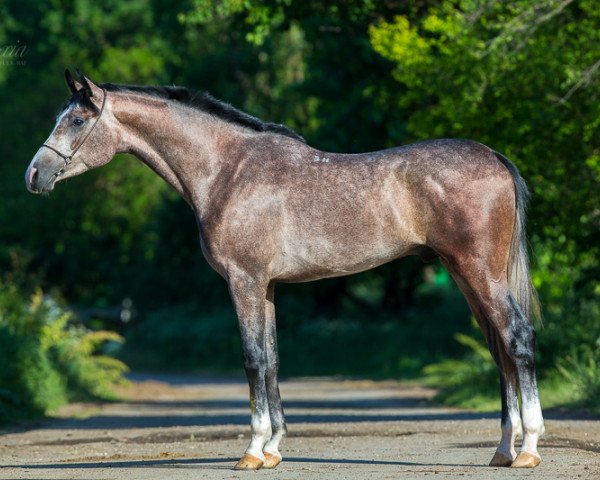 horse Give me Chance Tersk 2012 ox (Arabian purebred, 2012, from Vizavi 2003 ox)