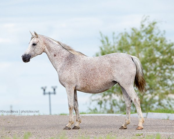broodmare Gollandia 2001 ox (Arabian purebred, 2001, from Nougatin 1994 ox)