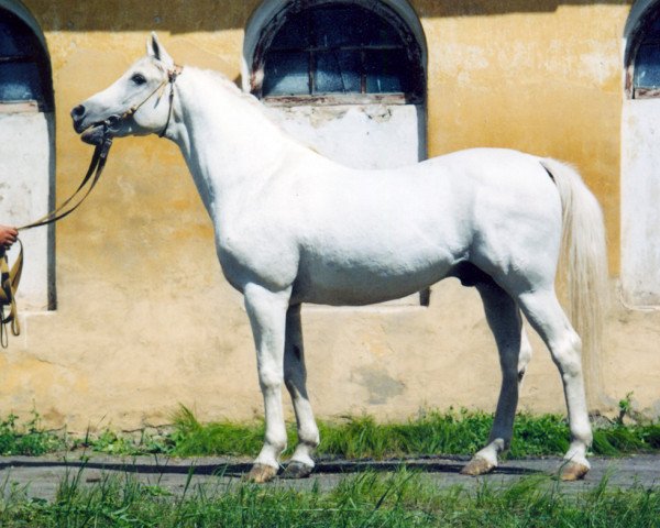 stallion Egis 1985 ox (Arabian purebred,  , from Penitent 1979 ox)