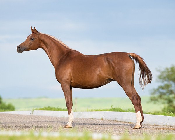 broodmare Akbarsa (Arabian purebred, 2004, from Balaton 1982 ox)