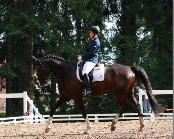 dressage horse Dewaro S (Württemberger, 2008, from Birkhofs Denario)