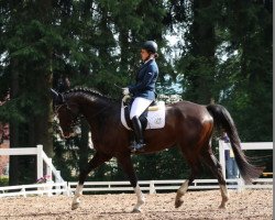 Dressurpferd Dewaro S (Württemberger, 2008, von Birkhofs Denario)