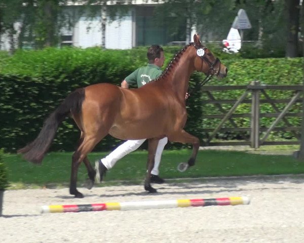 Euregio-Pferdeschau Aachen