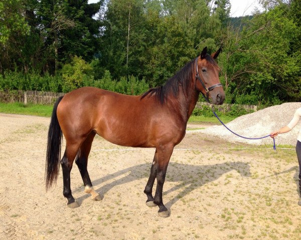 broodmare Kalinka (Bavarian, 2011, from Sanny Boy 3)