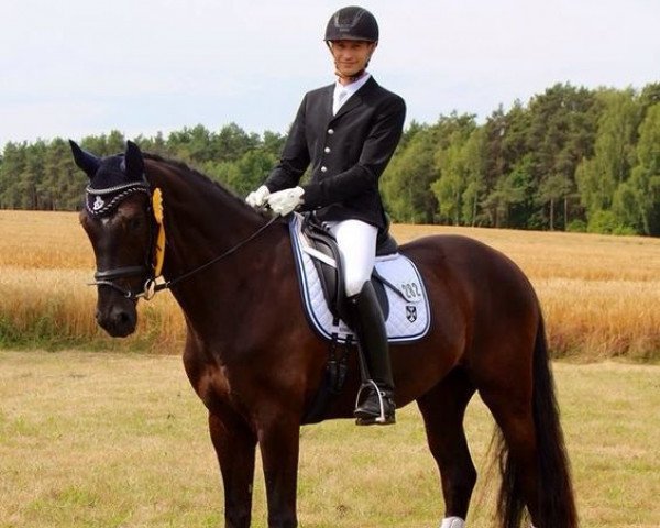 Dressurpferd Scolari (Deutsches Sportpferd, 2010, von Simonetti)