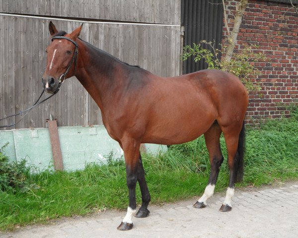 broodmare Pia RS (Westphalian, 1999, from Almox Prints J)