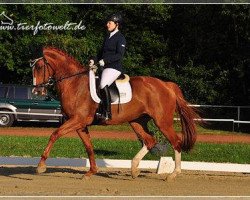 Dressurpferd Ruben's Aurora (KWPN (Niederländisches Warmblut), 2005, von Ruben G)