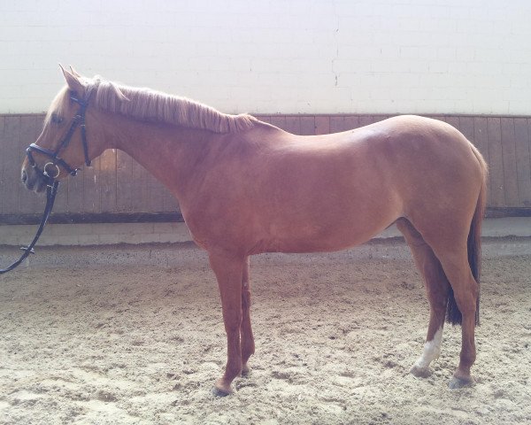 broodmare Nostalgie (German Riding Pony, 2001, from Navaro)
