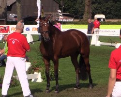 broodmare Soma Bay 2 (Westphalian, 2011, from Vitalis)