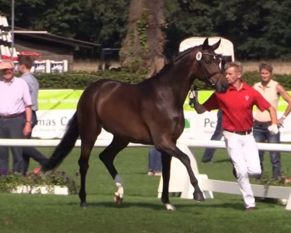 Zuchtstute Sydney Lou (Westfale, 2011, von Sir Donnerhall I)