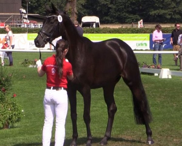 broodmare Feine Ari (Westphalian, 2011, from Fürst Romancier)