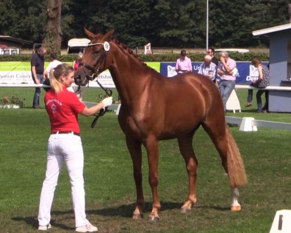 broodmare Fuggers Fienchen (Westphalian, 2011, from Fürst Fugger)