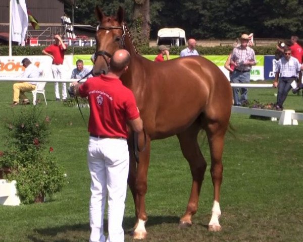 broodmare Fiola (Westphalian, 2011, from First Selection)