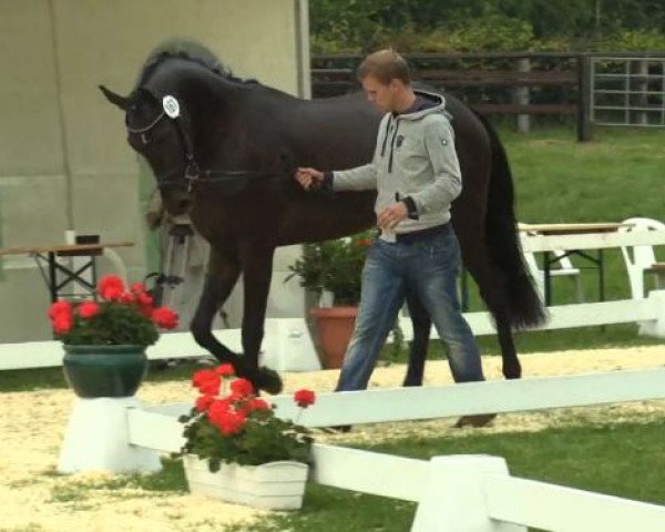 horse Die Rose (Westphalian, 2011, from Diatano)