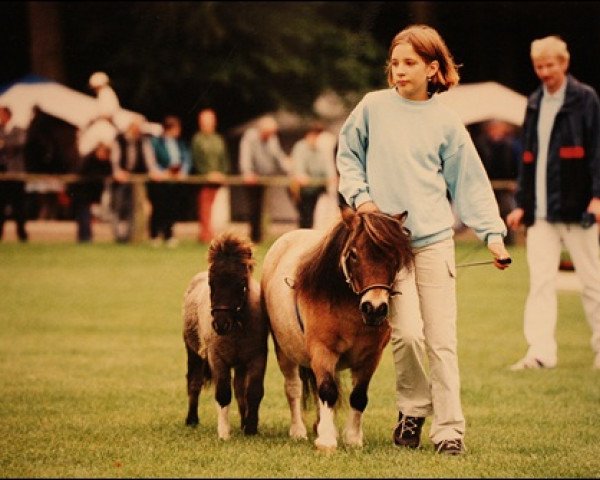 broodmare Gee van Stal Green Grass (Shetland pony (under 87 cm), 1992, from Charmeur v.Spuitjesdom) broodmare Gee van Stal Green Grass (Shetland pony (under 87 cm), 1992, from Charmeur v.Spuitjesdom)