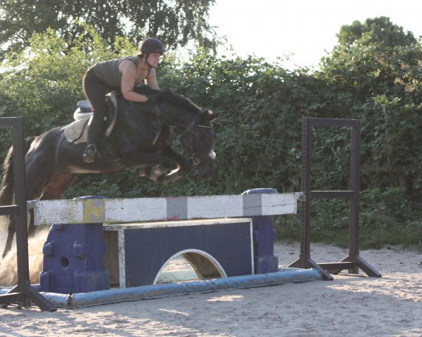 horse Lissy 565 (Hanoverian, 2007, from Lacantus) horse Lissy 565 (Hanoverian, 2007, from Lacantus)