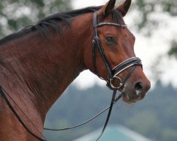 dressage horse Update (Oldenburg, 2007, from Upgrade)
