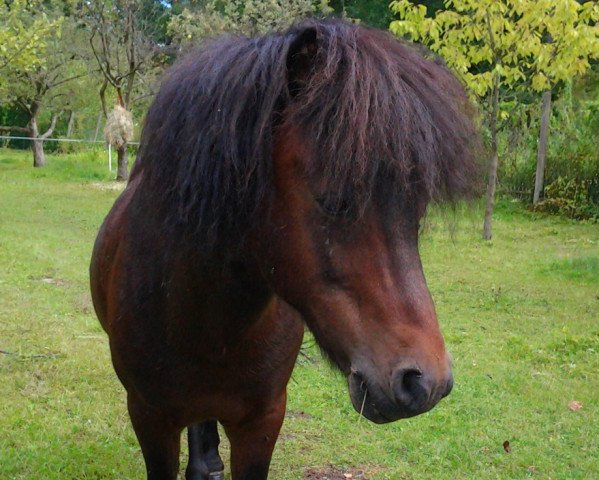 Pferd Imperi (Shetland Pony, 2001, von Igor)