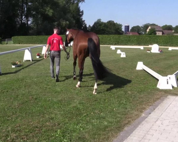 Stutenleistungsprüfung Münster-Handorf 2021