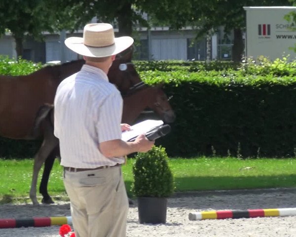 Euregio-Pferdeschau Aachen