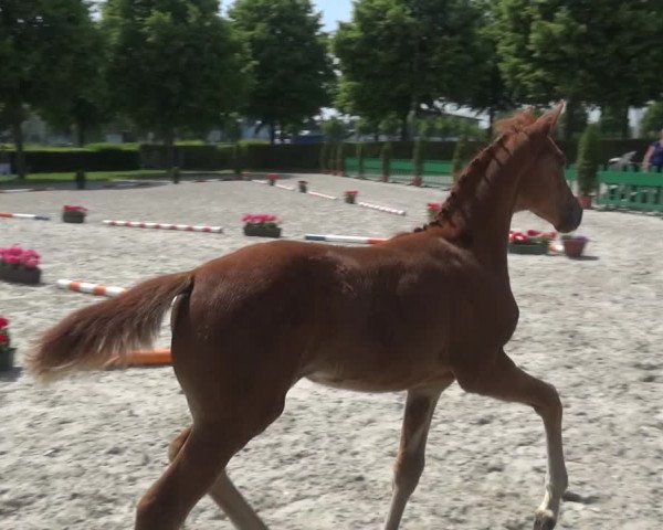 Euregio-Pferdeschau Aachen