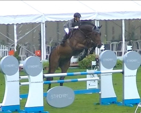 jumper Captain Morgan 5 (Oldenburg, 2007, from Chacco-Blue)