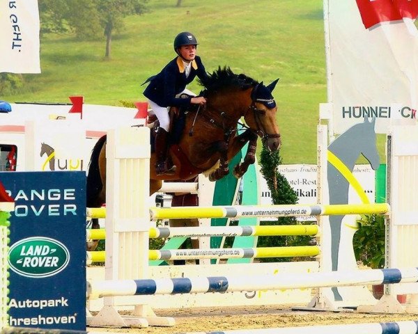Deckhengst Phadraigs Sullivan (New-Forest-Pony, 2008, von Sulaatik's Versace)