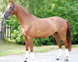 broodmare Bonny 831 (Hanoverian, 2009, from Belissimo NRW)