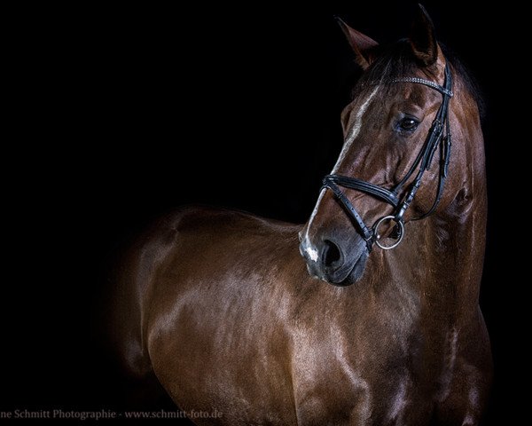 dressage horse Dagles 3 (Brandenburg, 2000, from Drosselbart)