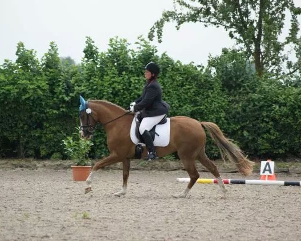 dressage horse Cheyenne (German Riding Pony, 2007)